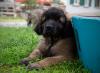 images/T-Wurf/T-Wurf Wo 10/3S8A3143-Bearbeitet.jpg